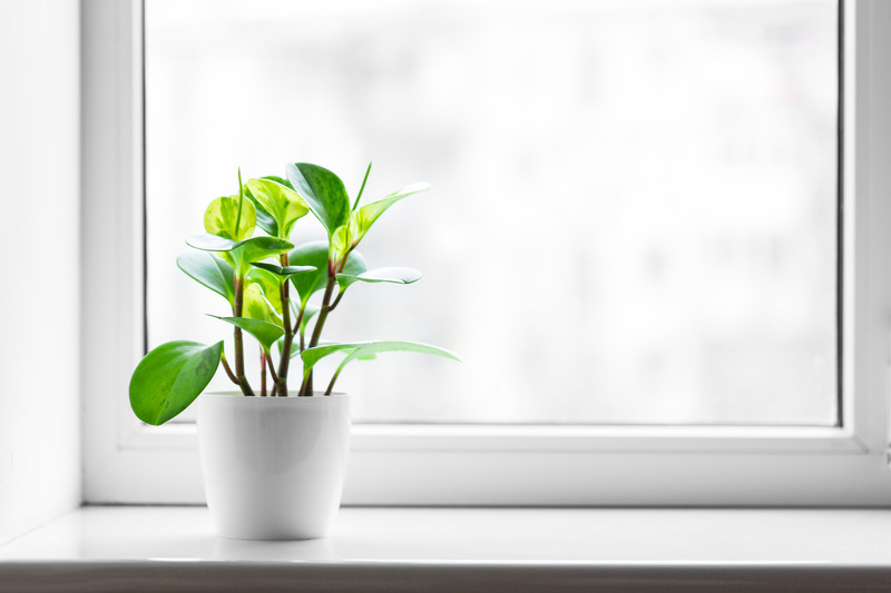 Clean Window With Plant